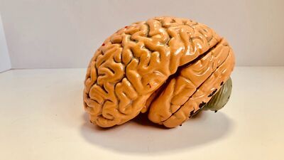 brain on table