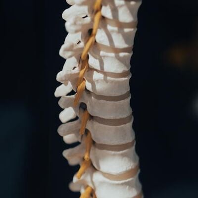 Spinal Cord Model