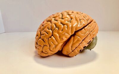 brain on table